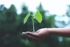 Hand hält Pflanze