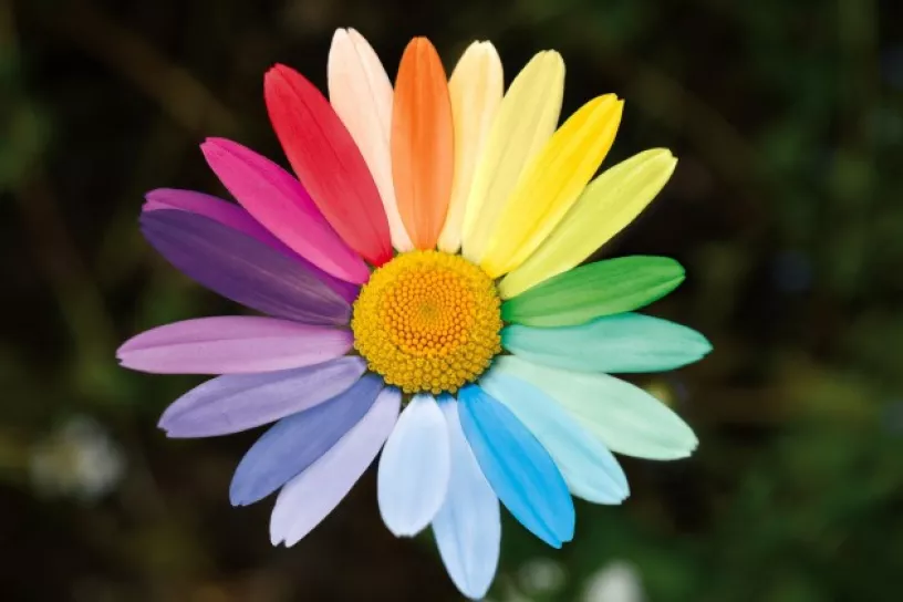 Bunte Blume