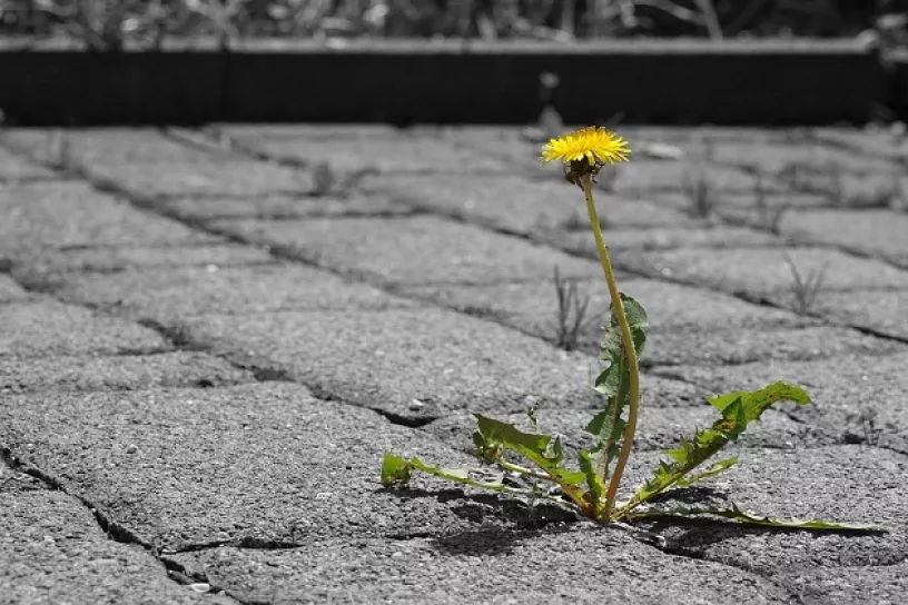 Löwenzahn bricht durch Beton