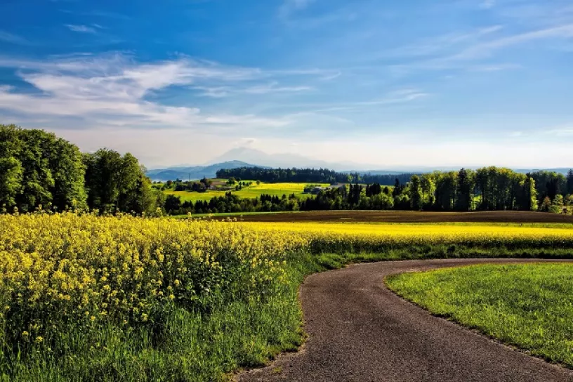 Ein schmaler Weg vor einem Rapsfeld mit anderen Feldern, Wald und Himmel im Hintergrund