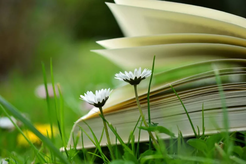 Buch im Gras